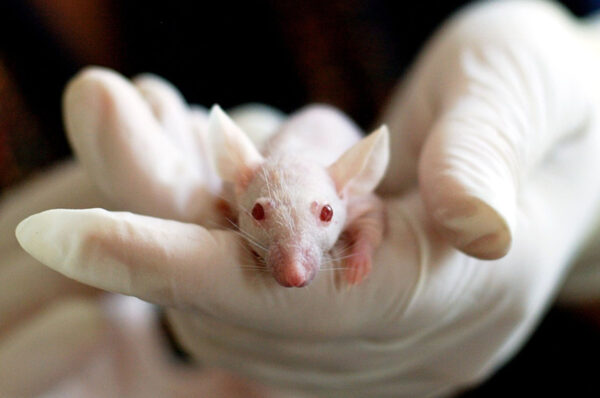 لماذا تُستعمَل الفئران في التجارب و المختبرات ؟